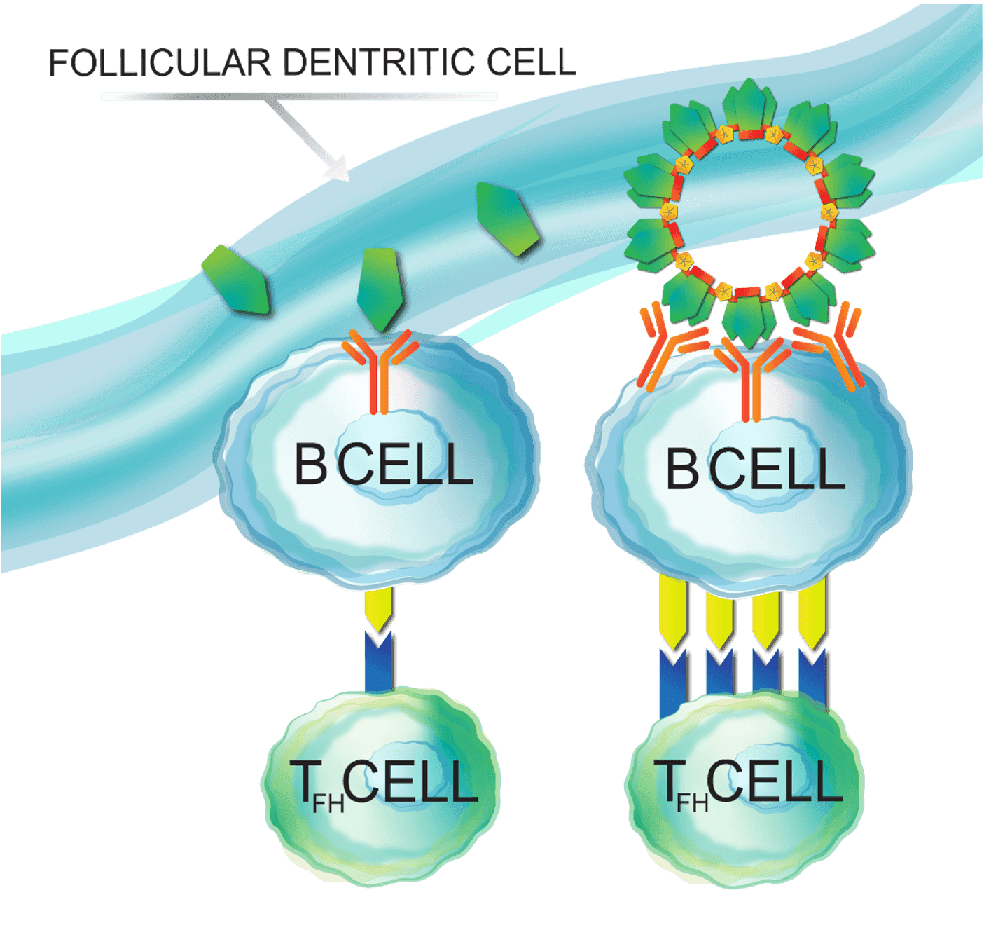Antigen presented on a protein cage engages multiple B cell receptors, producing higher and longer-lasting immunity than soluble protein.