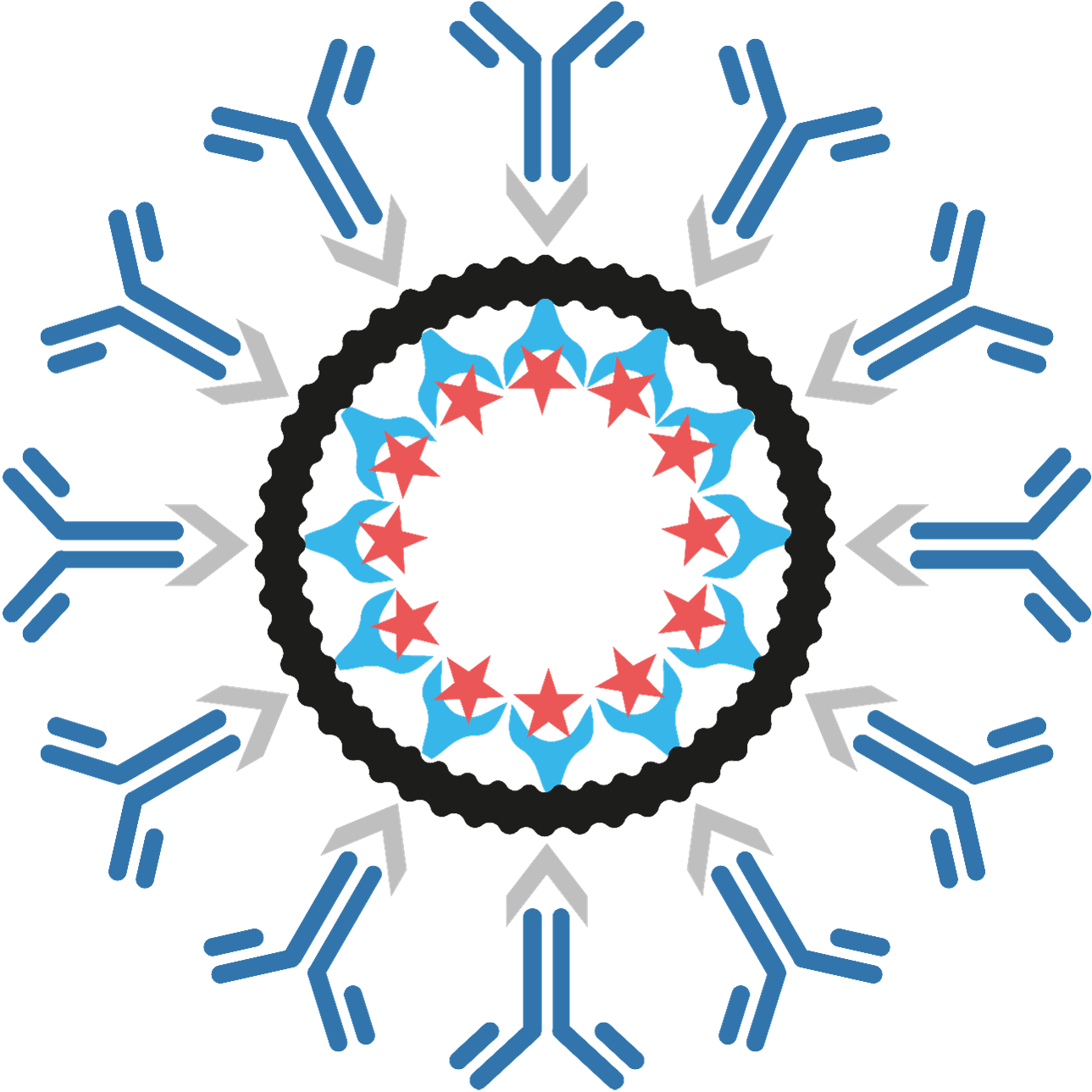 TRAP-cage conjugated to a targeting antibody.